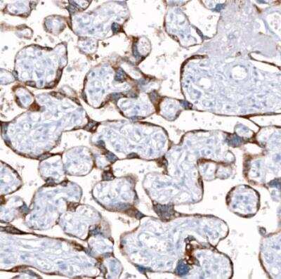 Immunohistochemistry-Paraffin: ANO2 Antibody (CL10632) [NBP3-07992]