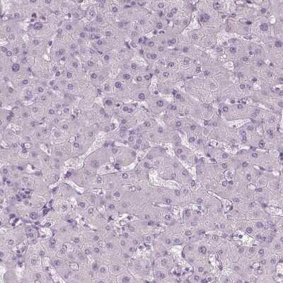 Immunohistochemistry-Paraffin: ANO2 Antibody [NBP2-68732]