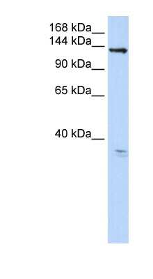 Western Blot: ANO3 Antibody [NBP1-70410]