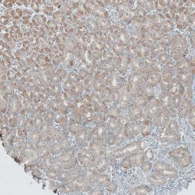 Immunohistochemistry-Paraffin: ANO7 Antibody [NBP1-83099]