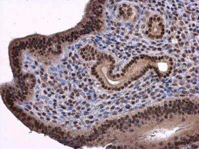 Immunohistochemistry-Paraffin: ANP32A Antibody [NBP2-15412]