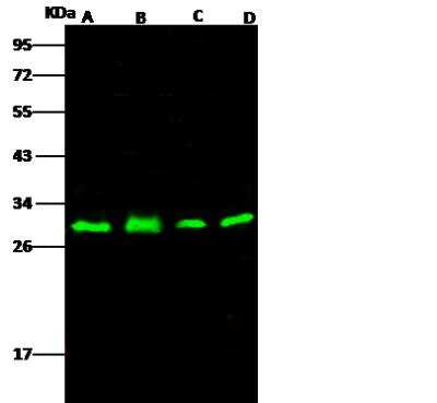 Western Blot: ANP32A Antibody [NBP2-99913]