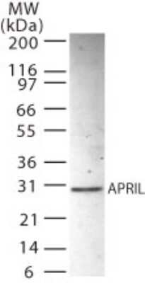 Western Blot: ANP32B Antibody [NB100-56369]