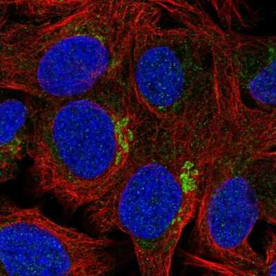 Immunocytochemistry/ Immunofluorescence: ANUBL1 Antibody [NBP2-57247]