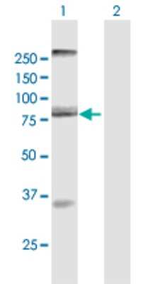 Western Blot: AOC2 Antibody [H00000314-B01P]