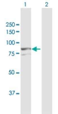 Western Blot: AOC2 Antibody [H00000314-D01P]