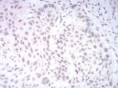 Immunohistochemistry: AOF1 Antibody (5E10C1) - BSA Free [NBP2-52415]