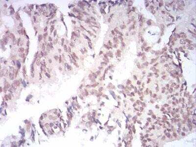 Immunohistochemistry: AOF1 Antibody (5E10C1) - BSA Free [NBP2-52415]