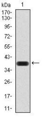 Western Blot: AOF1 Antibody (5E10C1)BSA Free [NBP2-52415]