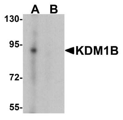 Western Blot: AOF1 AntibodyBSA Free [NBP2-81895]