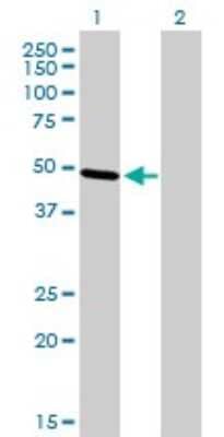 Western Blot: AP-2 beta/TFAP2B Antibody (3G5-1D11) [H00007021-M01]