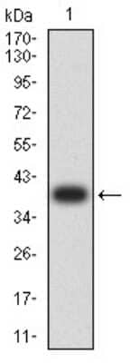 Western Blot: AP-2 beta/TFAP2B Antibody (6F7G1)BSA Free [NBP2-61858]