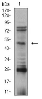Western Blot: AP-2 beta/TFAP2B Antibody (6F7G1)BSA Free [NBP2-61858]