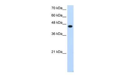 Western Blot: AP-2 epsilon/TFAP2E Antibody [NBP2-83936]