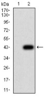 Western Blot: AP-2 gamma Antibody (3A11A5)BSA Free [NBP2-61859]