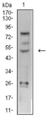 Western Blot: AP-2 gamma Antibody (3A11A5)BSA Free [NBP2-61859]