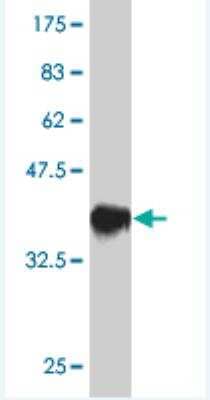 Western Blot: AP-2 gamma Antibody (3C8) [H00007022-M01]