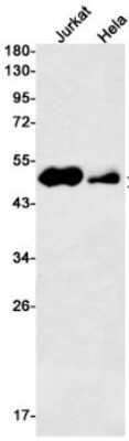 Western Blot: AP-2 gamma Antibody (S03-8I2) [NBP3-14996]