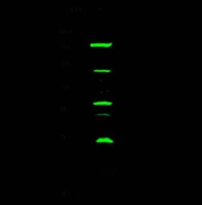 Western Blot: AP-2 gamma Antibody [NBP2-98897]