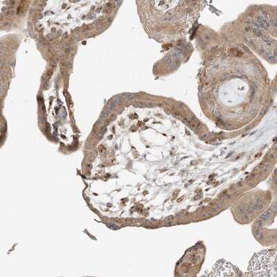 Immunohistochemistry-Paraffin: AP1AR Antibody [NBP1-90879]