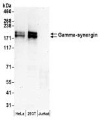 Western Blot: AP1GBP1 Antibody [NBP2-36531]