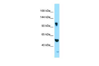 Western Blot: AP1GBP1 Antibody [NBP2-87009]