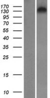 Western Blot: AP1GBP1 Overexpression Lysate [NBP2-10375]