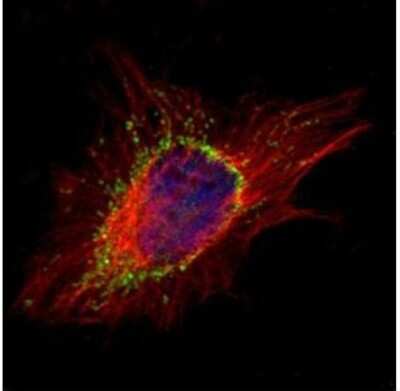 Immunocytochemistry/ Immunofluorescence: AP1S2 Antibody [NBP1-33101]