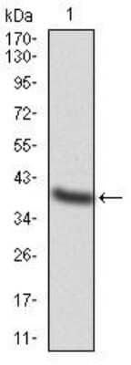 Western Blot: AP2 alpha Antibody (1A10C5)BSA Free [NBP2-52571]