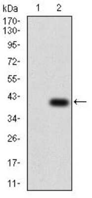 Western Blot: AP2 alpha Antibody (1A10C5)BSA Free [NBP2-52571]