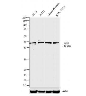 Western Blot: AP2 alpha Antibody (3B5) [NB100-74359]