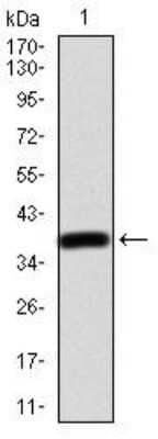 Western Blot: AP2 alpha Antibody (7D2B5)BSA Free [NBP2-52572]