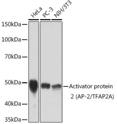 Western Blot: AP2 alpha Antibody (8I8E4) [NBP3-16108]