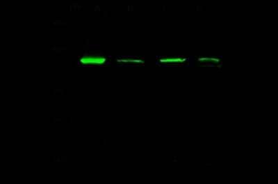 Western Blot: AP2A2 Antibody [NBP2-99239]