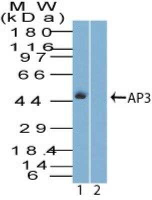 Western Blot: AP3M1 Antibody [NBP2-27068]