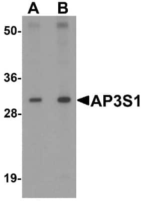 Western Blot: AP3S1 AntibodyBSA Free [NBP1-76588]