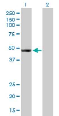 Western Blot: AP4M1 Antibody [H00009179-B01P]