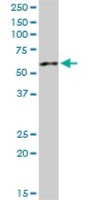 Western Blot: AP4M1 Antibody [H00009179-D01P]