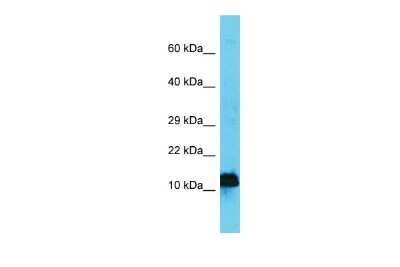 Western Blot: AP4S1 Antibody [NBP2-82639]