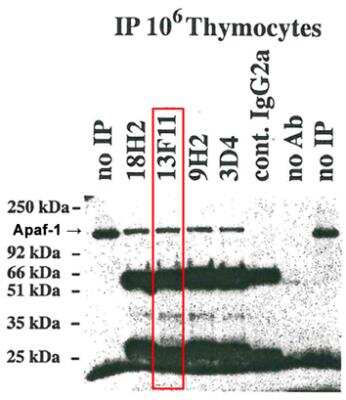 Immunoprecipitation: APAF-1 Antibody (13F11) - BSA Free [NBP2-80093]