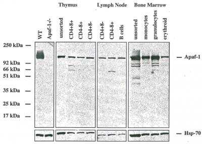 Western Blot: APAF-1 Antibody (13F11)BSA Free [NBP2-80093]