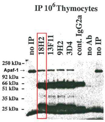 Immunoprecipitation: APAF-1 Antibody (18H2) - BSA Free [NBP2-80094]