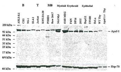 Western Blot: APAF-1 Antibody (18H2)BSA Free [NBP2-80094]