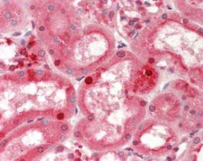 Immunohistochemistry-Paraffin: APAF-1 Antibody (2E12) - BSA Free [NBP2-80092]