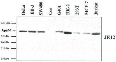 Western Blot: APAF-1 Antibody (2E12)BSA Free [NBP2-80092]