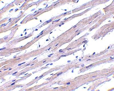 Immunohistochemistry-Paraffin: APAF-1 Antibody - BSA Free [NBP1-77000]