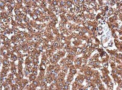 Immunohistochemistry-Paraffin: APAF-1 Antibody [NBP2-15420]