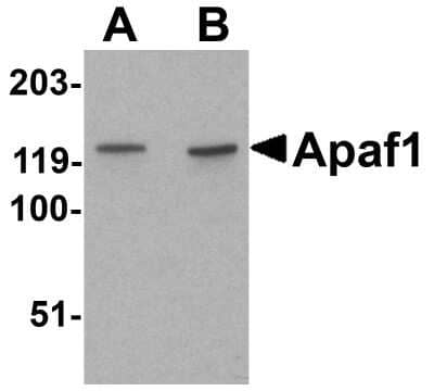 Western Blot: APAF-1 AntibodyBSA Free [NBP1-77000]