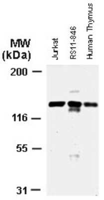 Western Blot: APAF-1 Antibody [NB100-56074]