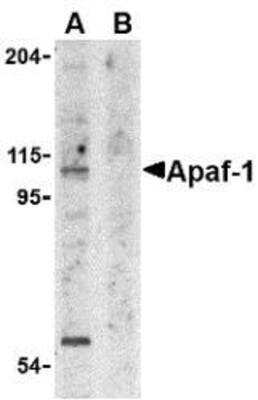 Western Blot: APAF-1 Antibody Blocking Peptide [NBP1-77000PEP]